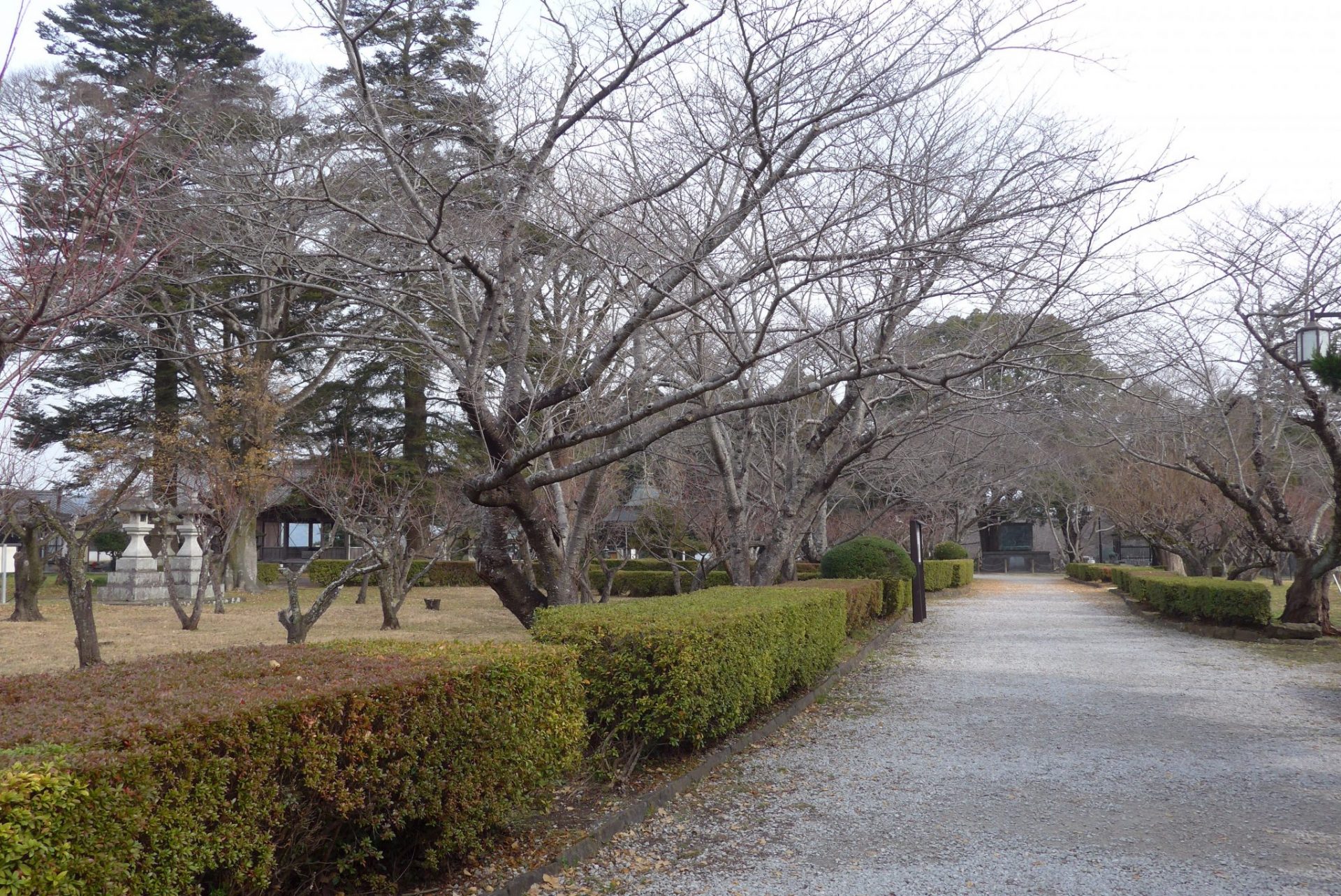 （K）桜の名所臼杵城址〜コープうすき有料駐車場の利用がおすすめ